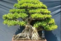Bonsai Kimeng