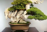 Bonsai Serut