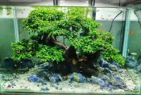 Bonsai Aquascape