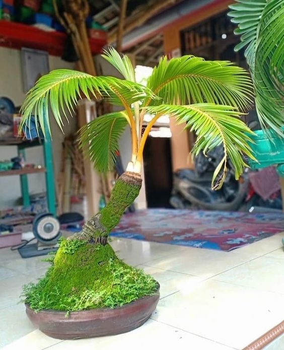 Bonsai Kelapa Termahal