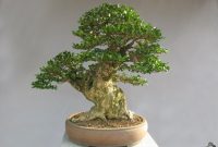 Bonsai Boxus