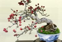 Bonsai Buah Bonsai Buah