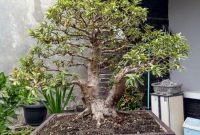 Harga Bonsai Jambu Biji Harga Bonsai Jambu Biji