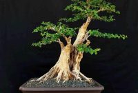 Bonsai Landepan