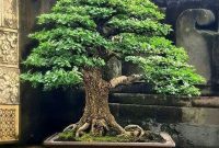bonsai kawista