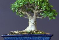 Bonsai Beringin Korea
