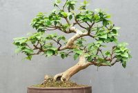 Bonsai Dewandaru
