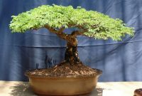 Bonsai Flamboyan