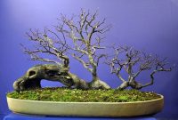 Bonsai Jepang Bonsai Jepang