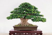 Bonsai Lohansung