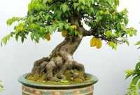 Bonsai-Belimbing Bonsai Belimbing