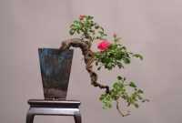 Bonsai Mawar