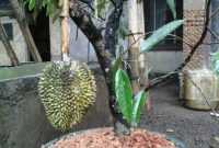 Cara Membuat Bonsai Durian