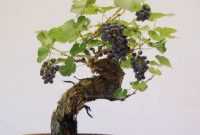 Harga Bonsai Anggur
