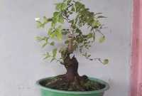Harga Bonsai Bidara
