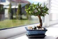 Bonsai-Awar-Awar Bonsai Awar-Awar