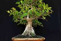 Bonsai Iprik