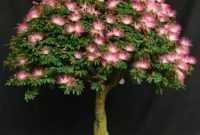 Bonsai-Kaliandra Bonsai Kaliandra