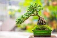Bonsai Legundi