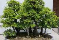 Bonsai Ulmus