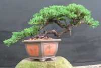 Cara Membuat Bonsai Cemara
