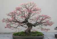 Cara Membuat Bonsai Sakura