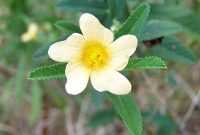 Cara Membuat Bonsai Sidaguri