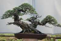Harga Bonsai Asem