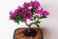 Harga Bonsai Bougenville