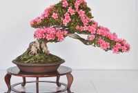 Harga Bonsai Bunga Kertas Harga Bonsai Bunga Kertas