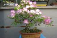 Harga Bonsai Putri Malu