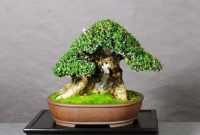 Harga Bonsai Sancang