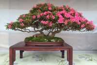 Cara Membuat Bonsai Azalea
