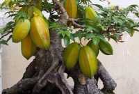 Cara Membuat Bonsai Belimbing