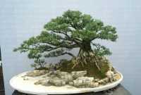 Cara Membuat Bonsai Boxus