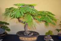 Cara Membuat Bonsai Flamboyan