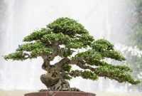 Cara Membuat Bonsai Hokiantea