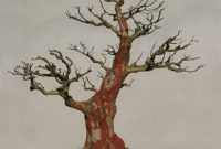 Cara Membuat Bonsai Jambu Biji