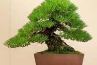 Cara Membuat Bonsai Pinus
