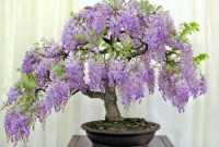Cara Membuat Bonsai Wisteria