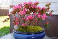 Harga Bonsai Azalea Harga Bonsai Azalea