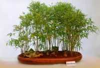 Harga Bonsai Bambu
