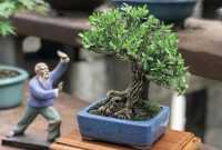 Harga Bonsai Boxus