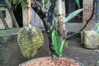 Harga Bonsai Durian