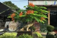 Harga Bonsai Flamboyan Harga Bonsai Flamboyan