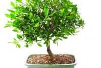 Harga Bonsai Kaliage