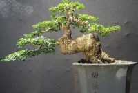 Harga Bonsai Kawista Harga Bonsai Kawista
