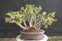 Harga Bonsai Mangga