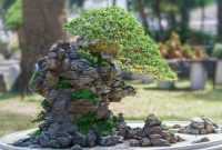 Harga Bonsai Penjing