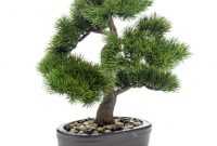 Harga Bonsai Pinus